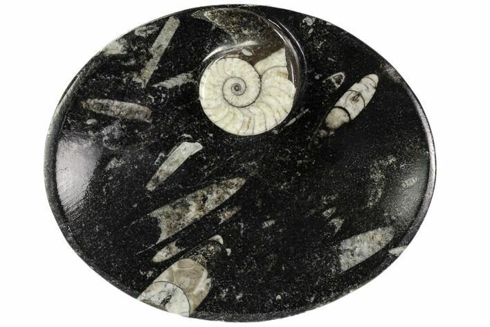 Oval Shaped Fossil Goniatite Dish - Morocco #108011